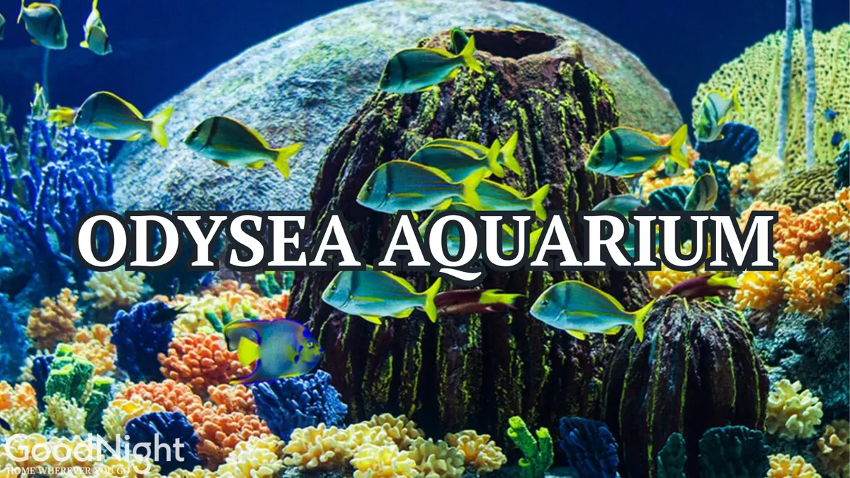 Inside OdySea Aquarium, vibrant coral formations and a variety of tropical fish create a colorful underwater world, inviting exploration and educational fun for all ages.